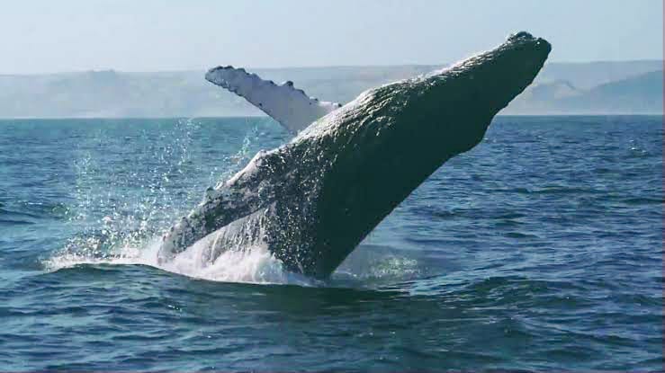 Gobierno regional de Tumbes impulsa tours de avistamiento de ballenas jorobadas